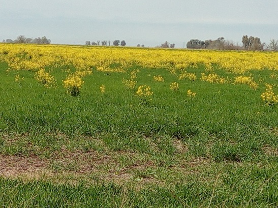Alerta rojo: un biotipo de nabo (Brassica rapa) resistente a 2,4-D