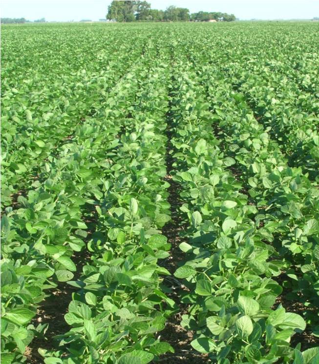 El impacto de la fertilización con altas dosis en soja