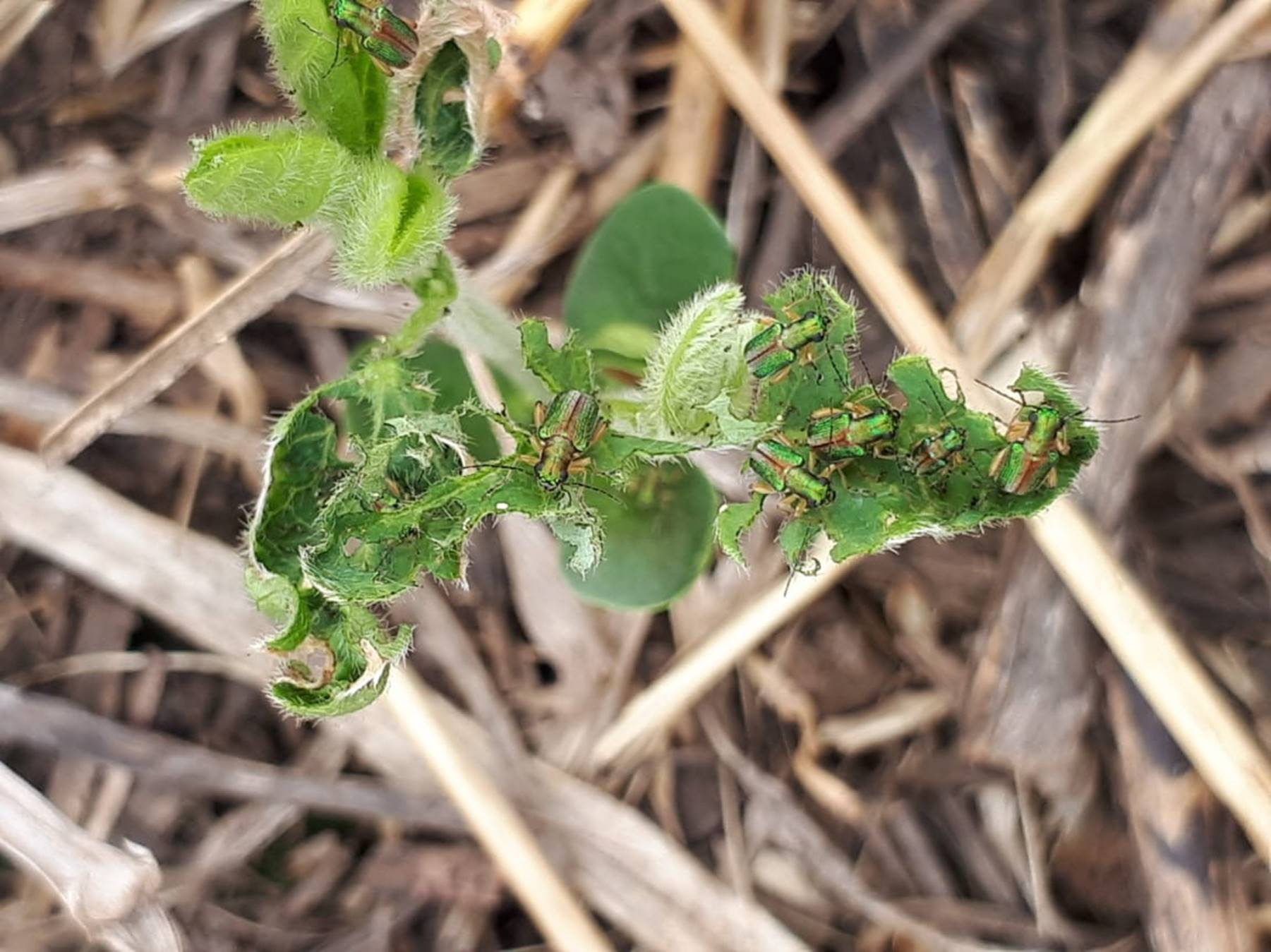 Megascelis sp, una plaga que aumenta.