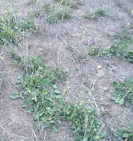 Alerta roja: Hirschfeldia incana (Nabo, Nabillo)