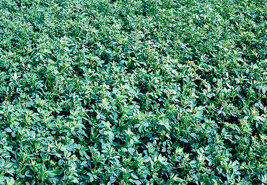 PREPARANDO LOTES PARA PASTURAS BASE ALFALFA