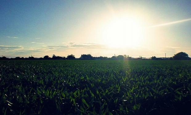 Altas temperaturas con impacto sobre el rendimiento potencial