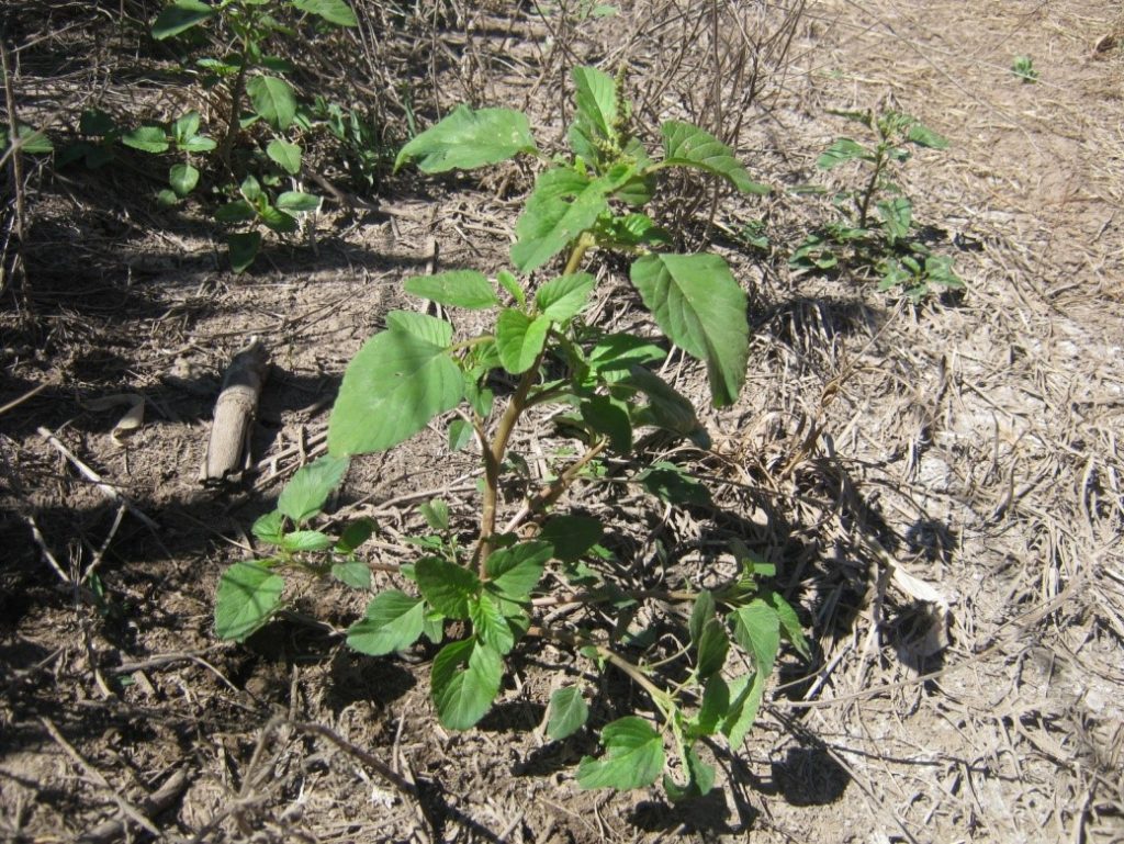Alerta roja: Amaranthus hybridus ex quitensis (Yuyo colorado/Ataco)
